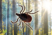 La maladie de Lyme et autres maladies transmissibles par les tiques