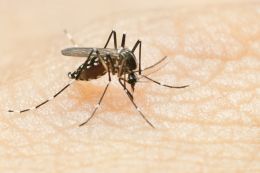 Mosquito biting a human