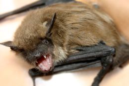 Rabies and Animal Bites